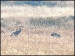 Blue Herons