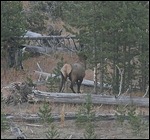 Bull Elk