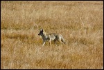 Coyote Hunting