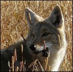 Coyote with a Catch