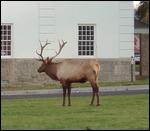 Elk at Mammoth