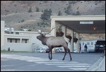 Bugling Elk at Mammoth