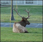 Elk at Mammoth