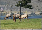 Elk at Mammoth