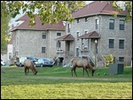 Elk at Mammoth