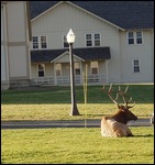 Elk at Mammoth