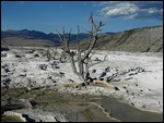 Mammoth Hot Springs