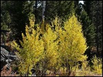 Aspens in Fall Color