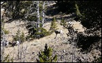 Bighorn Sheep