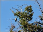 Bird at Mammoth