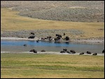 Buffalo at Hayden Valley