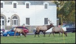 Elk at Mammoth 