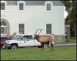 Elk Hanging out with Ranger