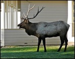 Bugling Elk