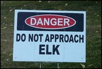 Danger - Elk on the Loose!