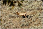 Elk in Hills Above Mammoth Cabins