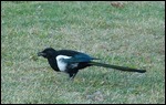 Magpie