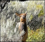 Sweet Young Elk