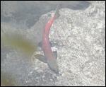 Salmon Looking for Food at Stehekin