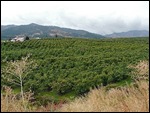 Peshastin Pear Orchards