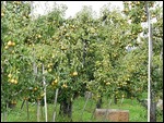 Peshastin Pear Orchard