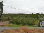 Peshastin Pear Orchards