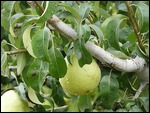 Peshastin Pear