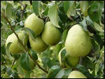 Peshastin Pears