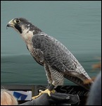 Peregrine Falcon