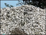 Mountains of oyster shells