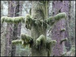 Ecola State Park