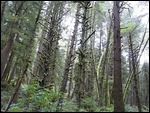 Ecola State Park