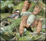 Chickadee enjoying a snack