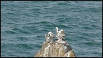 Pelicans