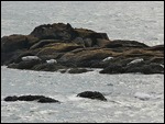 Near Yaquina Head