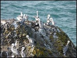 Pelicans