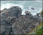 Sea Lions & Seals