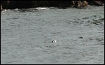 Swimming Seals