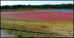 Cranberry bog