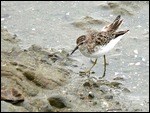 Bird at Glass Beach