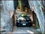 Drive-Thru Tree