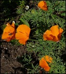 California poppies, the state flower