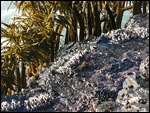 Sea palms and barnacles