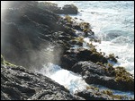 Waves crashing over sea palms