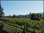 Vineyards along route 128