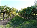 Vineyards along route 128