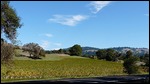 Vineyards along route 128