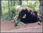 Hollowed out tree trunk supports new growth