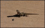 Lizard enjoying sun at winery