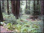 Redwoods line the road